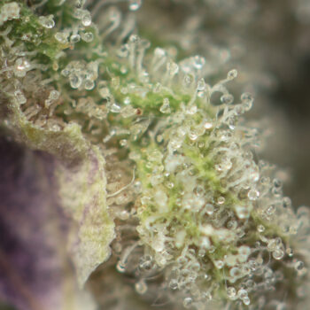 High Octane OG Macro 350x350 - High Octane OG