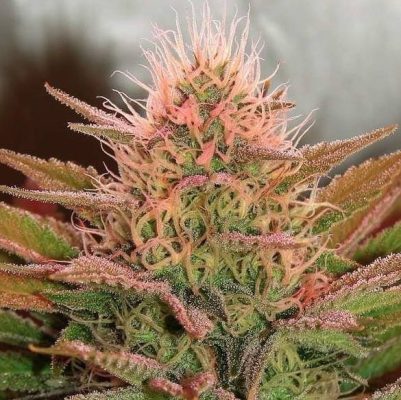 Bubblicious Cannabis Strain Review