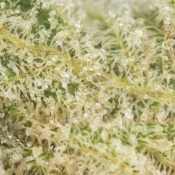 Pre 98 Bubba Kush Strain Macro 350x350 - Pre-98 Bubba Kush