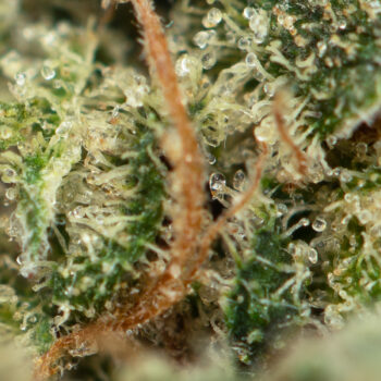 Bruce Banner 3 Strain Macro 350x350 - Bruce Banner #3