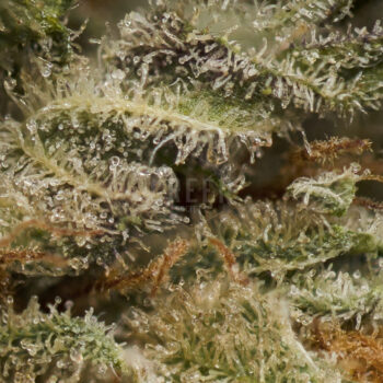 Afghan Kush 2 Macro 350x350 - Afghan Kush