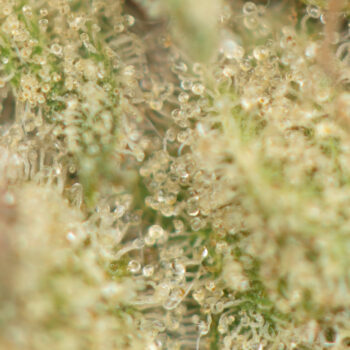 Island Pink Kush Macro 350x350 - Island Pink Kush