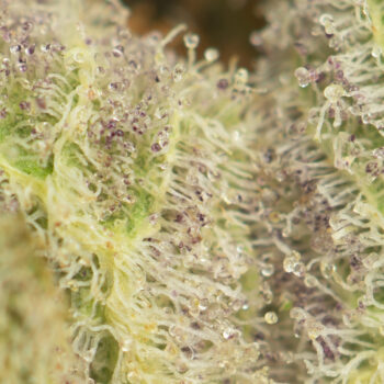 Love Potion 1 Strain Macro 350x350 - Love Potion #1