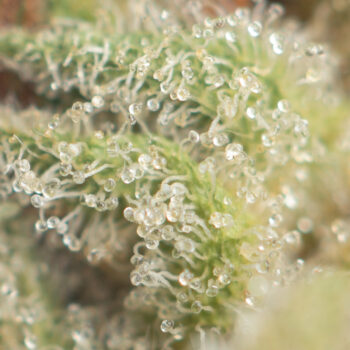 Watermelon Zkittlez Macro Shot 350x350 - Watermelon Zkittlez