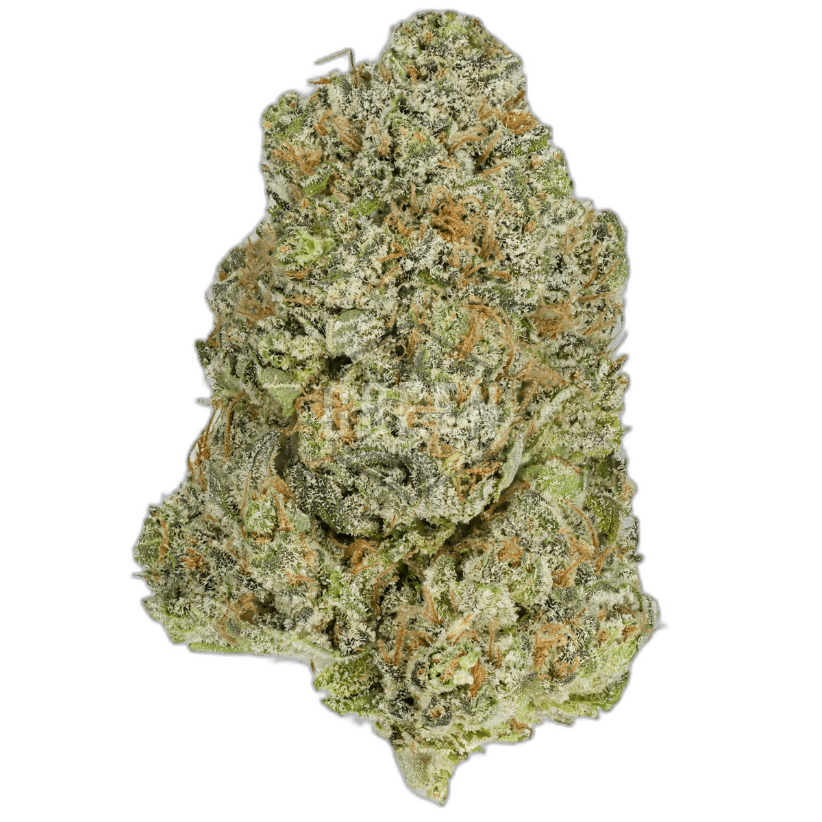 Apollo 11 by Bodhi Seeds