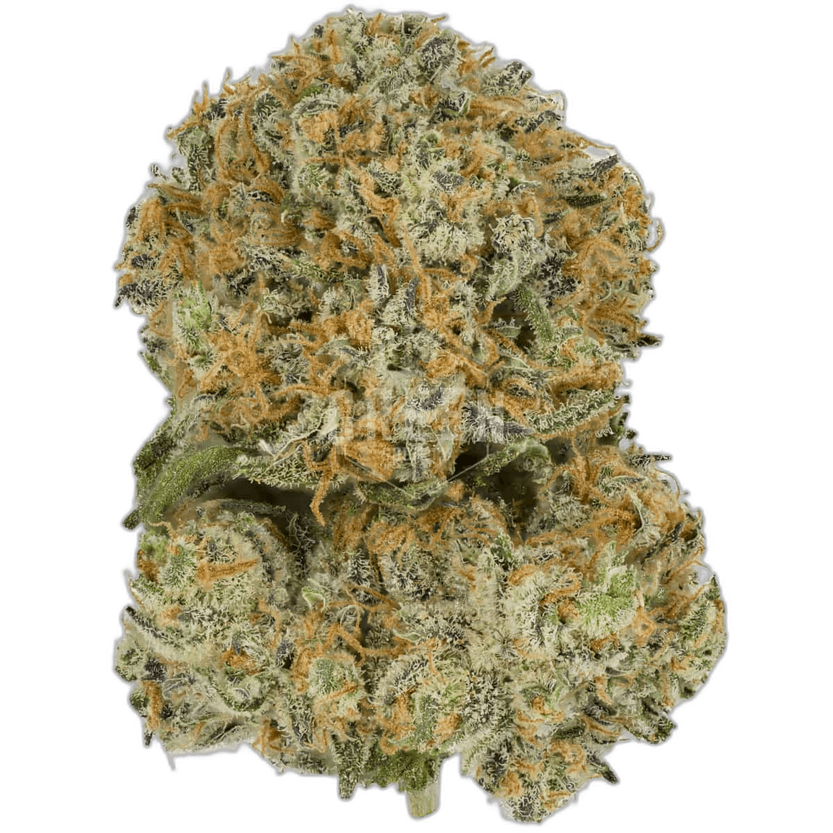 Blue Gelato 41 by Barneys Farm