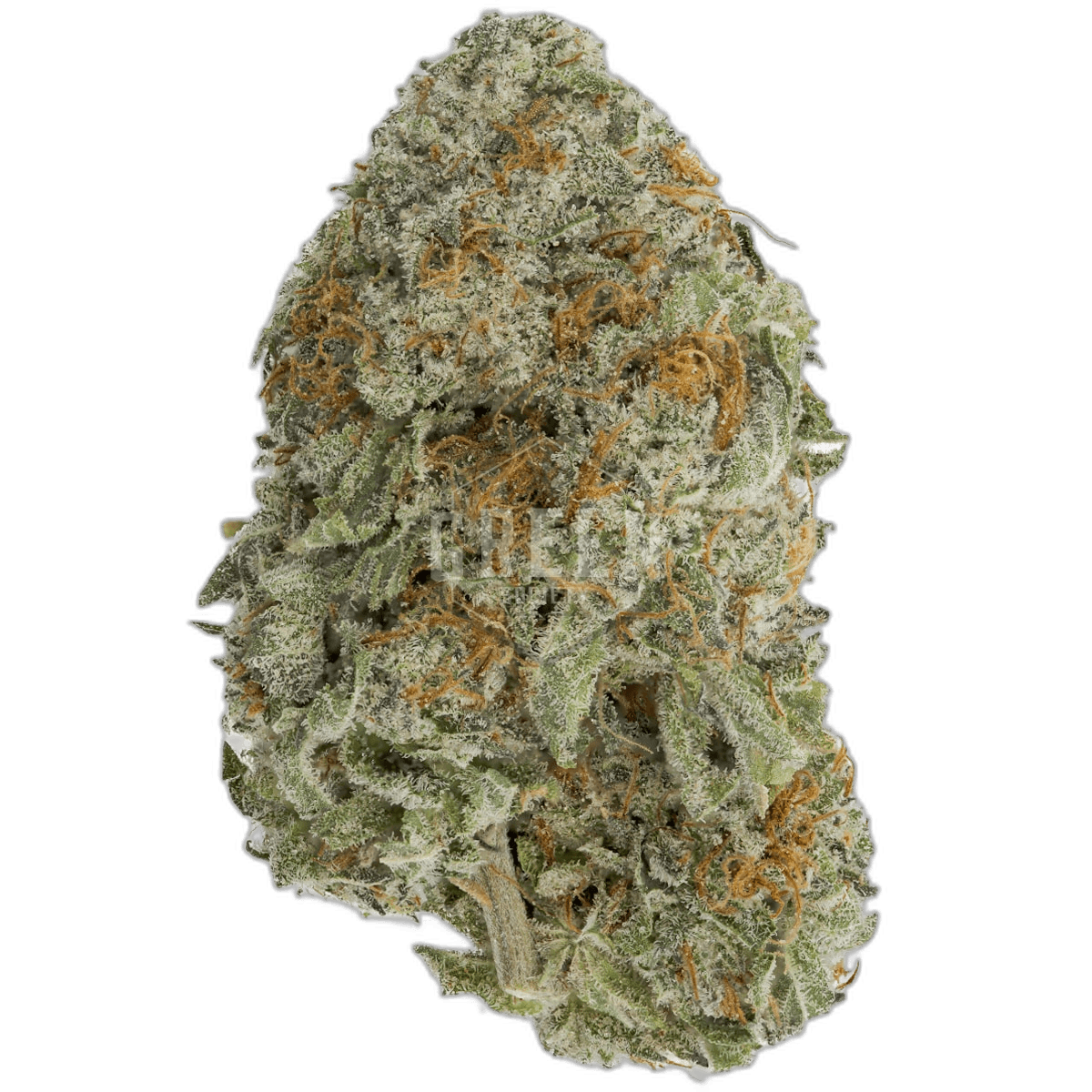 Gods Gift Strain