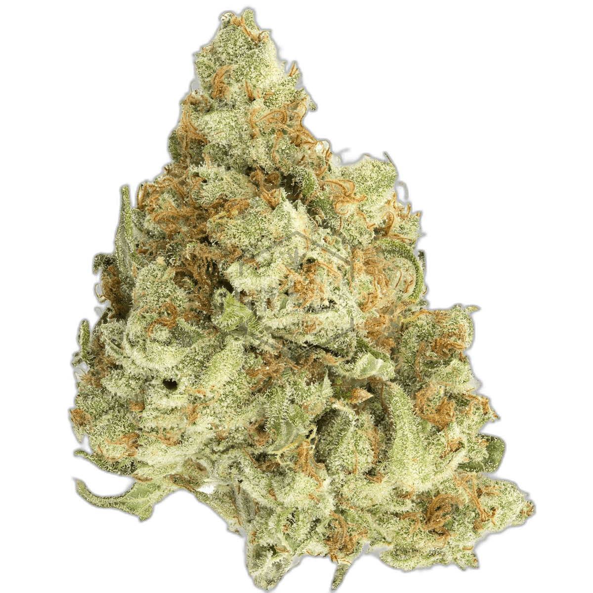 Golden Goat by Irie Genetics