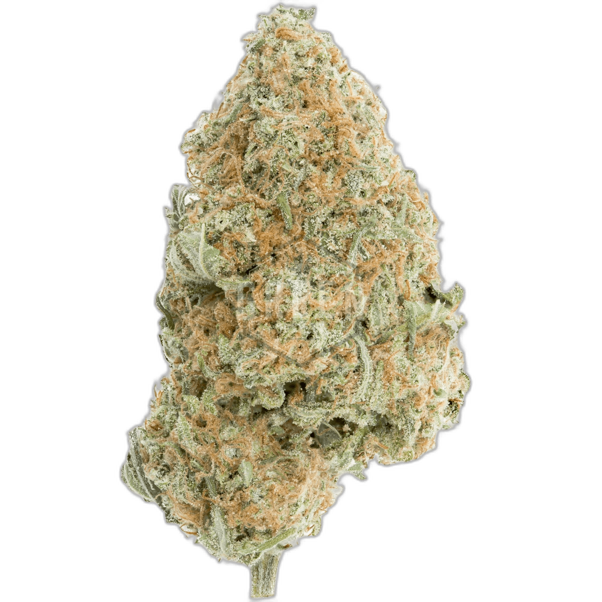 Hawaiian Cookies