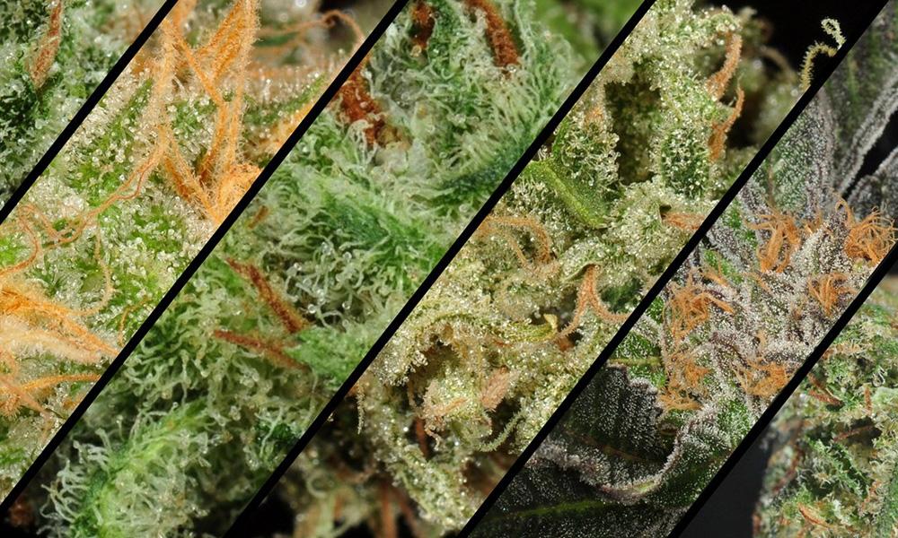 Cannabis and PCOS: A Balanced, General Overview