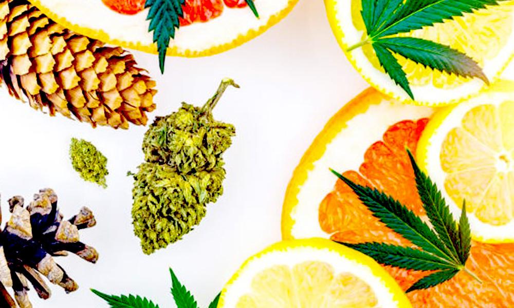 Terpenes for Anxiety: A Calm Focused Cannabis Guide