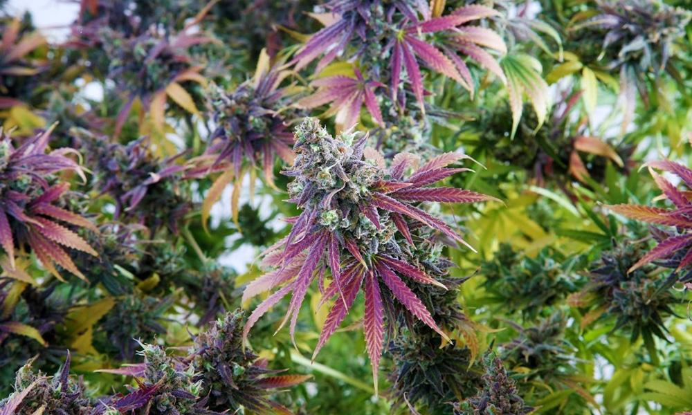 Best Hybrid Cannabis Strains for Stoners in 2022