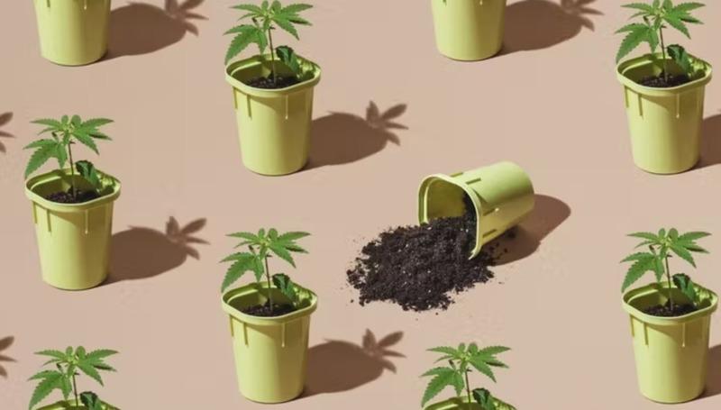 Cannabis Baby Leaves: A Seedling Care Guide
