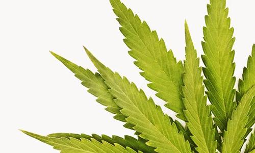 Organic Ways to Take a Tolerance Break From Weed