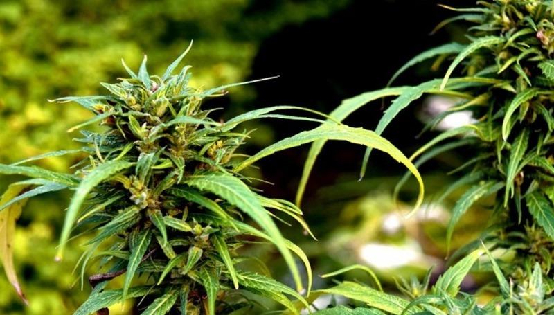What Causes Curling Weed Leaves and How to Fix It