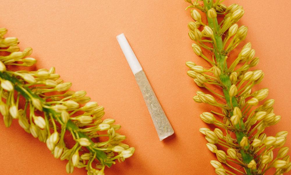 Best Cannabis Strains for Focus and Productivity