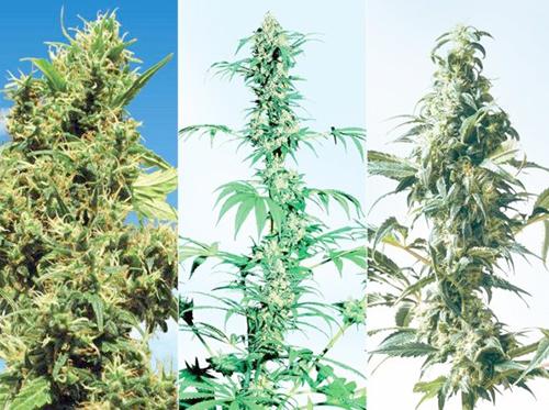 Award Winning Marijuana Strains: The Best of the Best