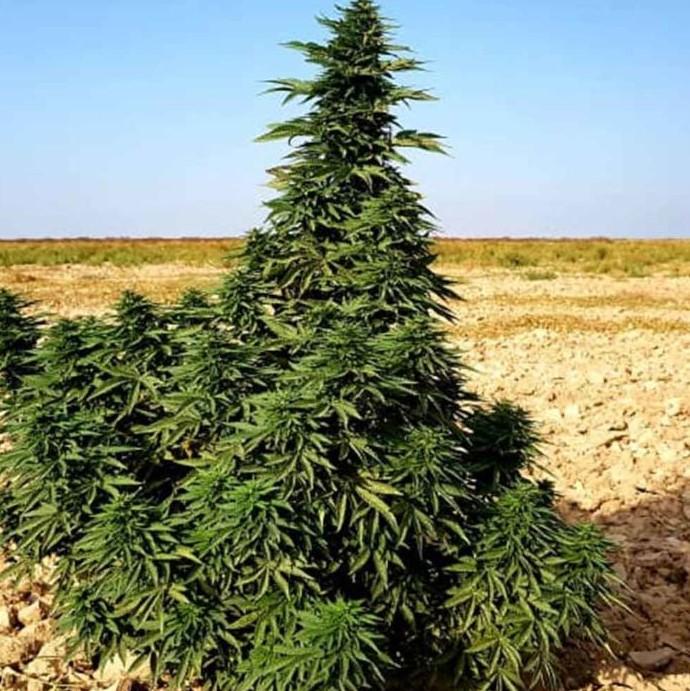 Desert Cannabis Strains: Hardy, Heat Loving Weed