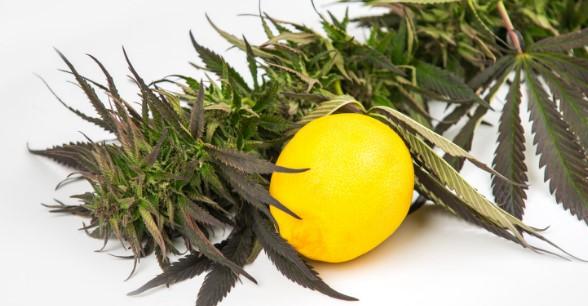 What Is Limonene? The Citrus Terpene and Its Effects