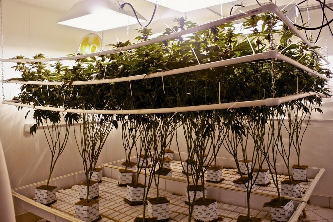 What Is Hydroponic Weed: Beginner’s Guide