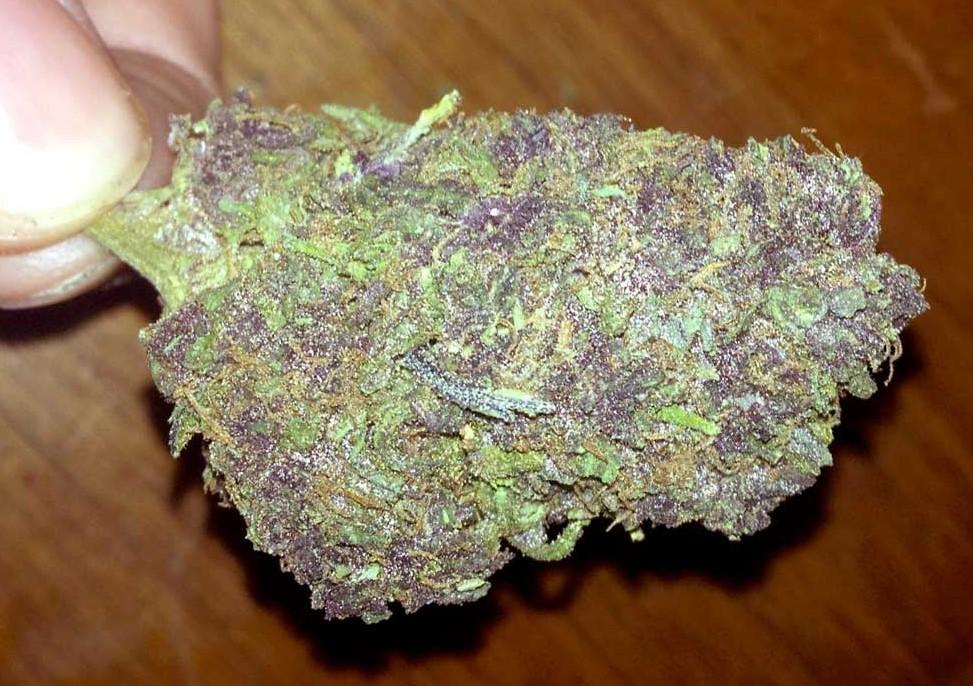 Purple Weed Explained: Everything You Need to Know
