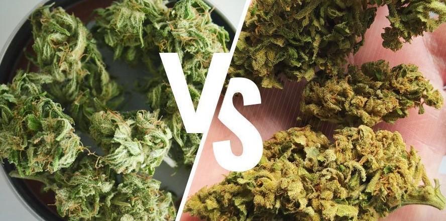 Indoor vs Outdoor Weed: Getting to the Bottom of It