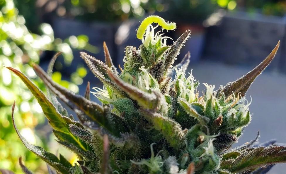 The Benefits of Organic Cannabis: A Clean Grow Guide