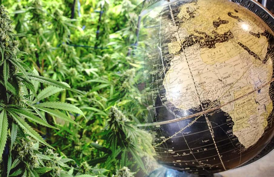 African Weed: The Rich History of Cannabis in Africa