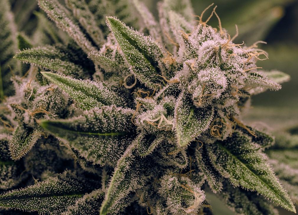 Understanding Cannabis Potency: THC, CBD, and Dosing