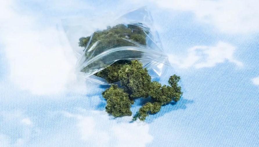Cannabis Effects: What to Expect From Your Session