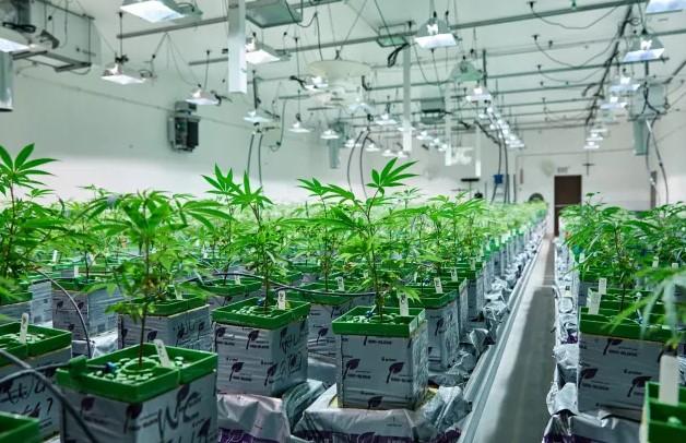 Cannabis Hydroponics: Growing Weed Without Soil