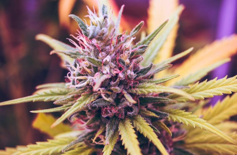 Colourful Weed Strains: Purple, Pink and Beyond