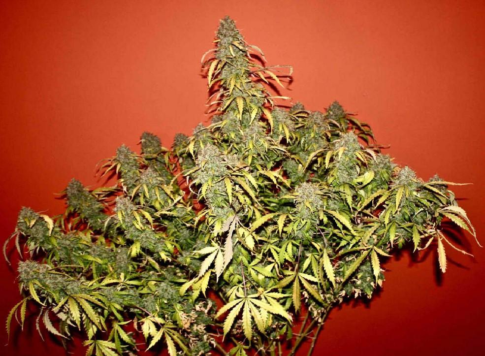 Photoperiod vs Autoflowering Cannabis Seeds Compared