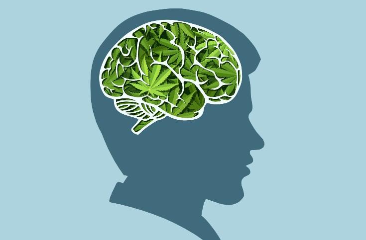 Cannabis and Memory: What the Research Actually Shows