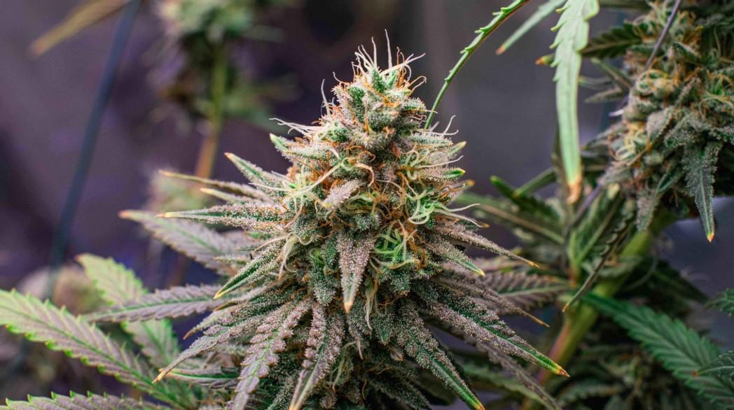 Cannabis Bloom Booster Guide: Bigger Buds Made Simple
