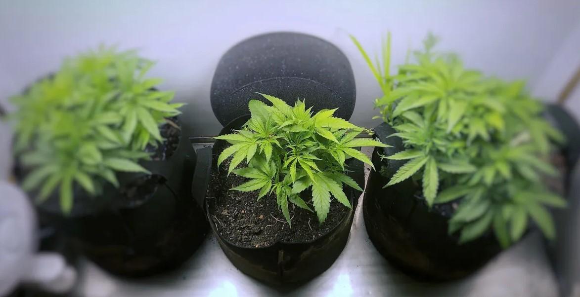 How to Grow Weed in Small Spaces: Best Cannabis Strains