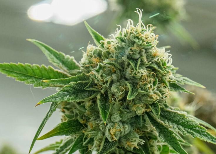 Top 5 Indoor Strains: Best Picks for Frosty Flower