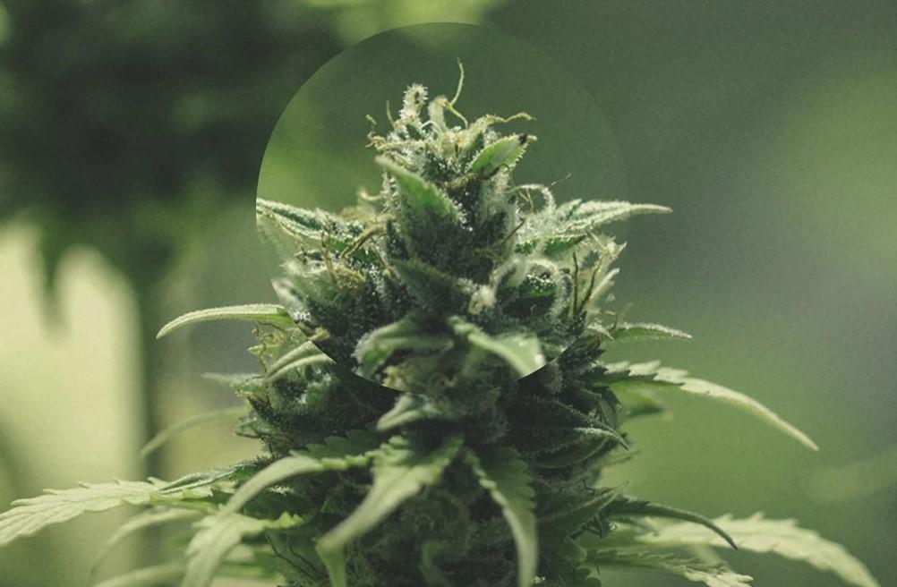 What Is Trichoderma? The Fungus That Protects Cannabis Roots
