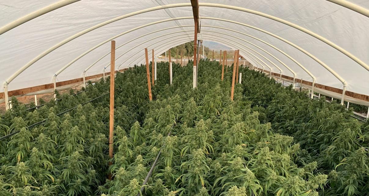 Growing Weed in a Greenhouse