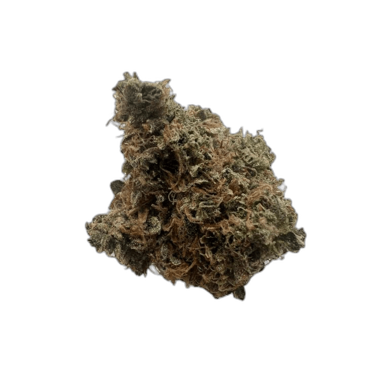 blackdDutch