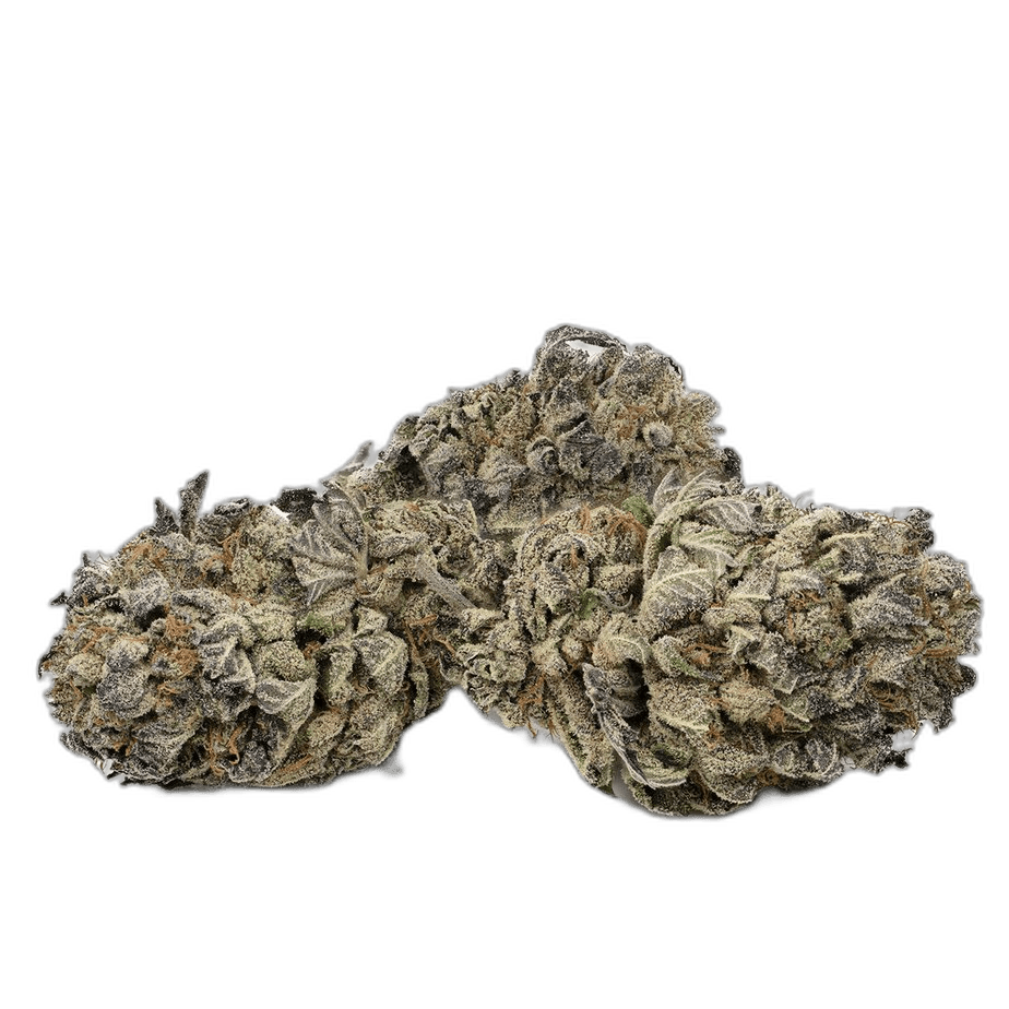 Black Domina Strain New