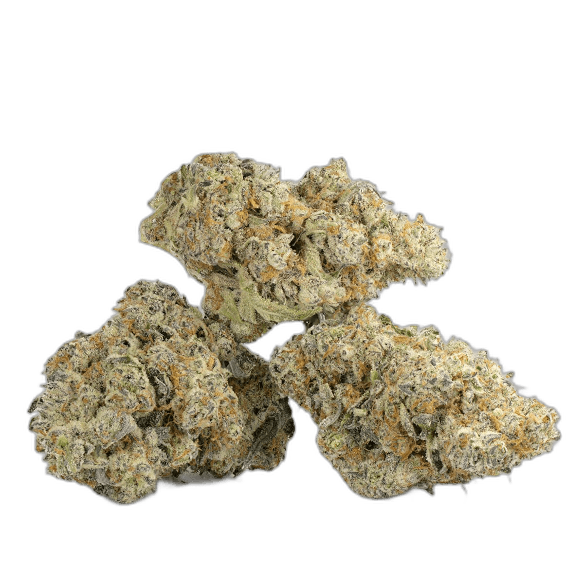 Blackberry Cream Strain Multi Shot
