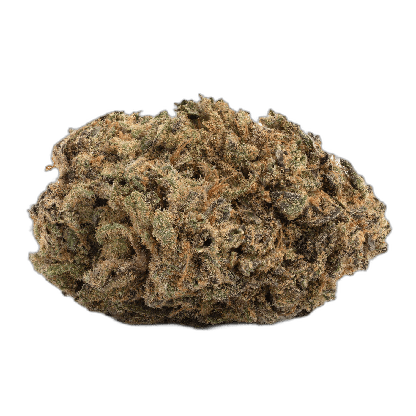 Blue Afghani