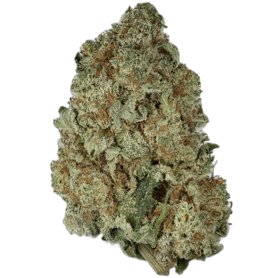 Blueberry Cheesecake by Pacific Seed Bank Bud