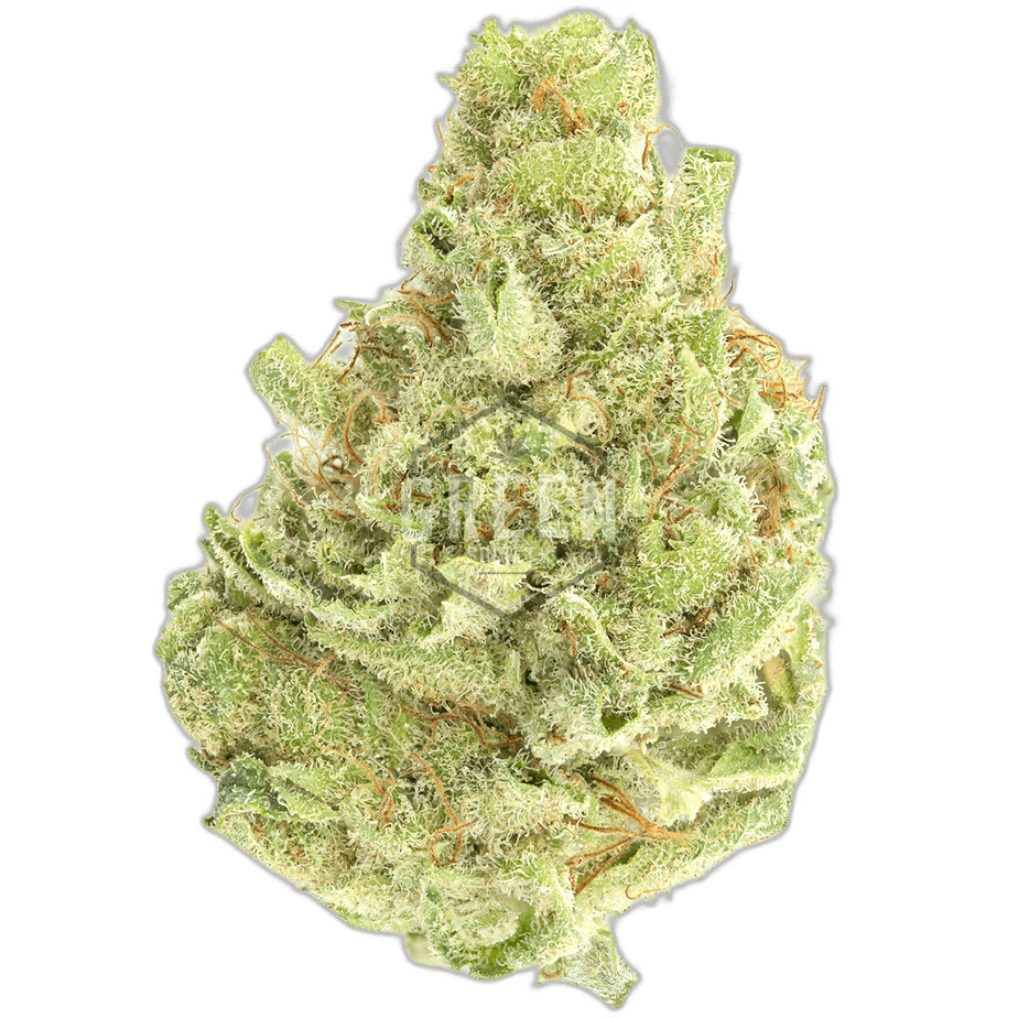 Cinex by Elev8 Seeds