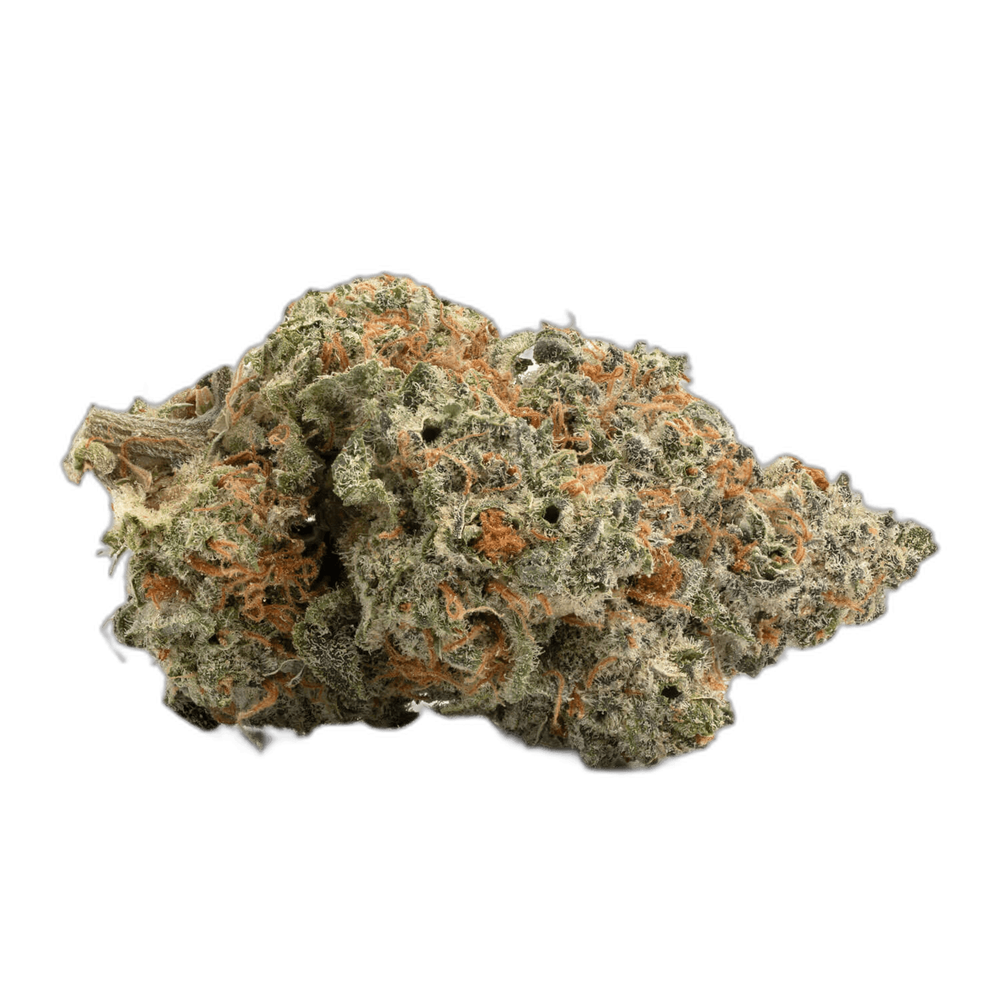 Great White Shark