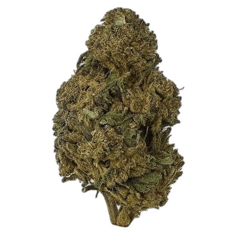 KAMIKAZI BLACK TRIANGLE STRAIN 1.JPG 391