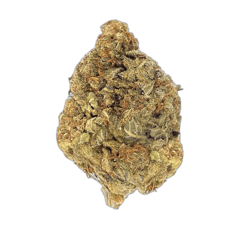 KAMIKAZI MIMOSA 11.JPG 3473