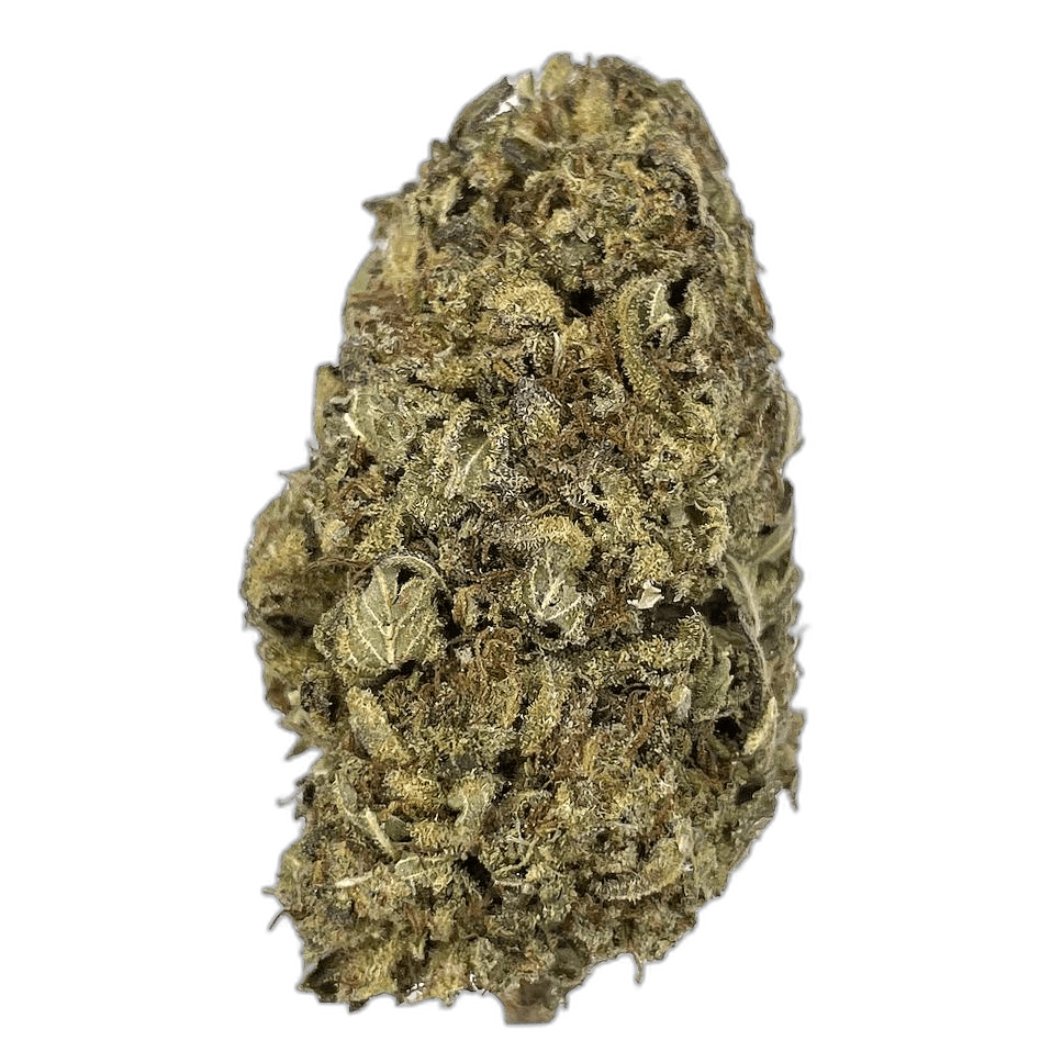 KAMIKAZI NUKEN 11.JPG 502