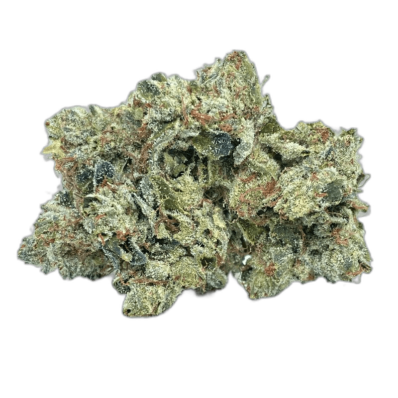 KAMIKAZI OG SHARK 1.JPG 3790